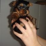 Little Miss Queenie