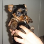 Sonny Boy Jr.