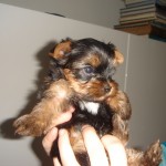 Princess Ophelia